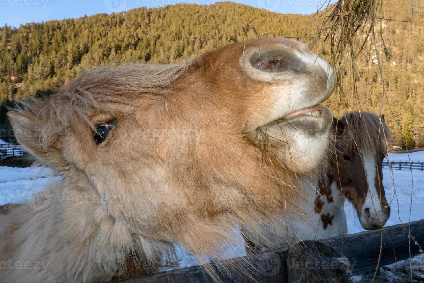 galen rolig häst äter gräs foto