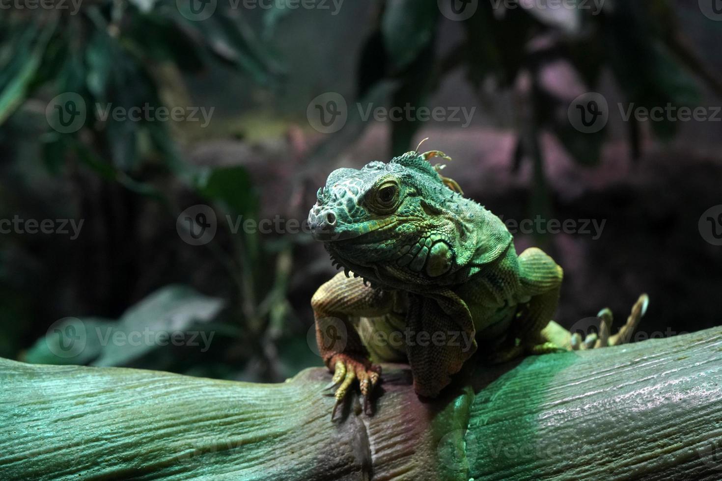 grön leguan stänga upp porträtt på en träd foto