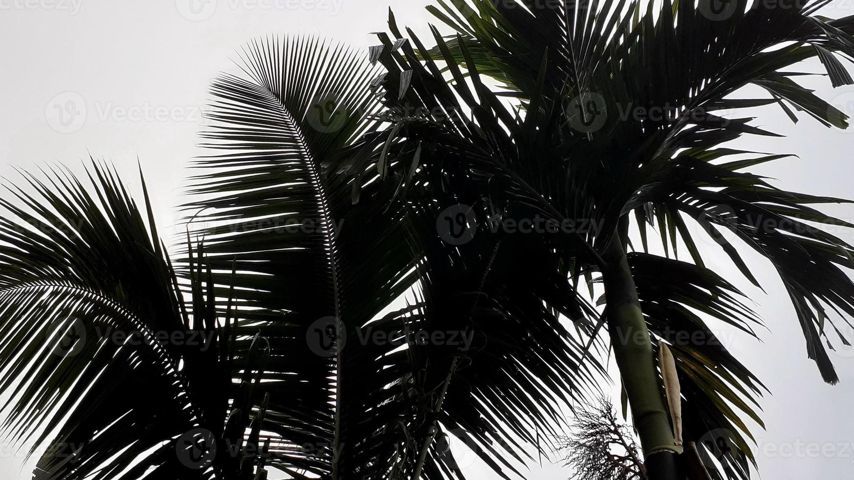 dimmig landskap stiger från lång betel, kokos träd, och grå himmel, med natur morgon- bakgrund begrepp. foto