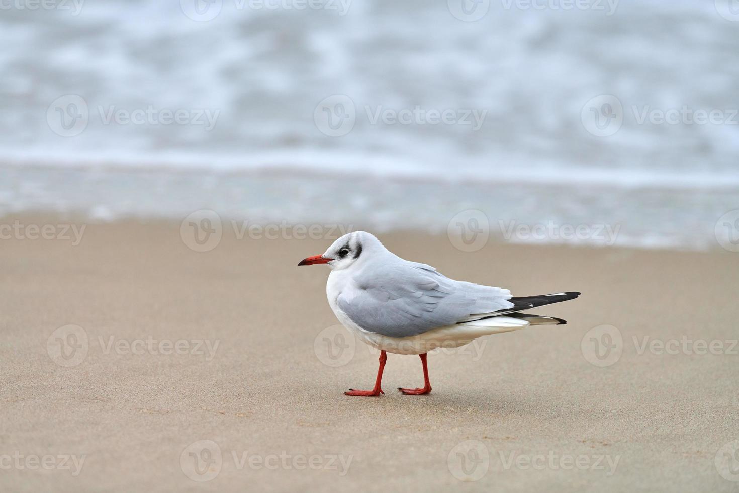 svarthövdad mås på stranden, havet och sand bakgrund foto