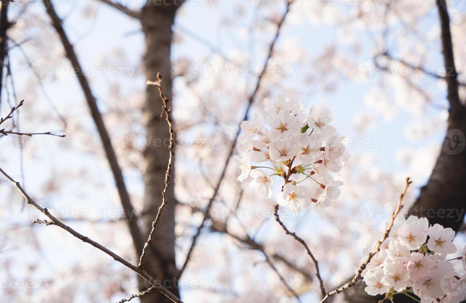 körsbär blomma landskap i korea foto