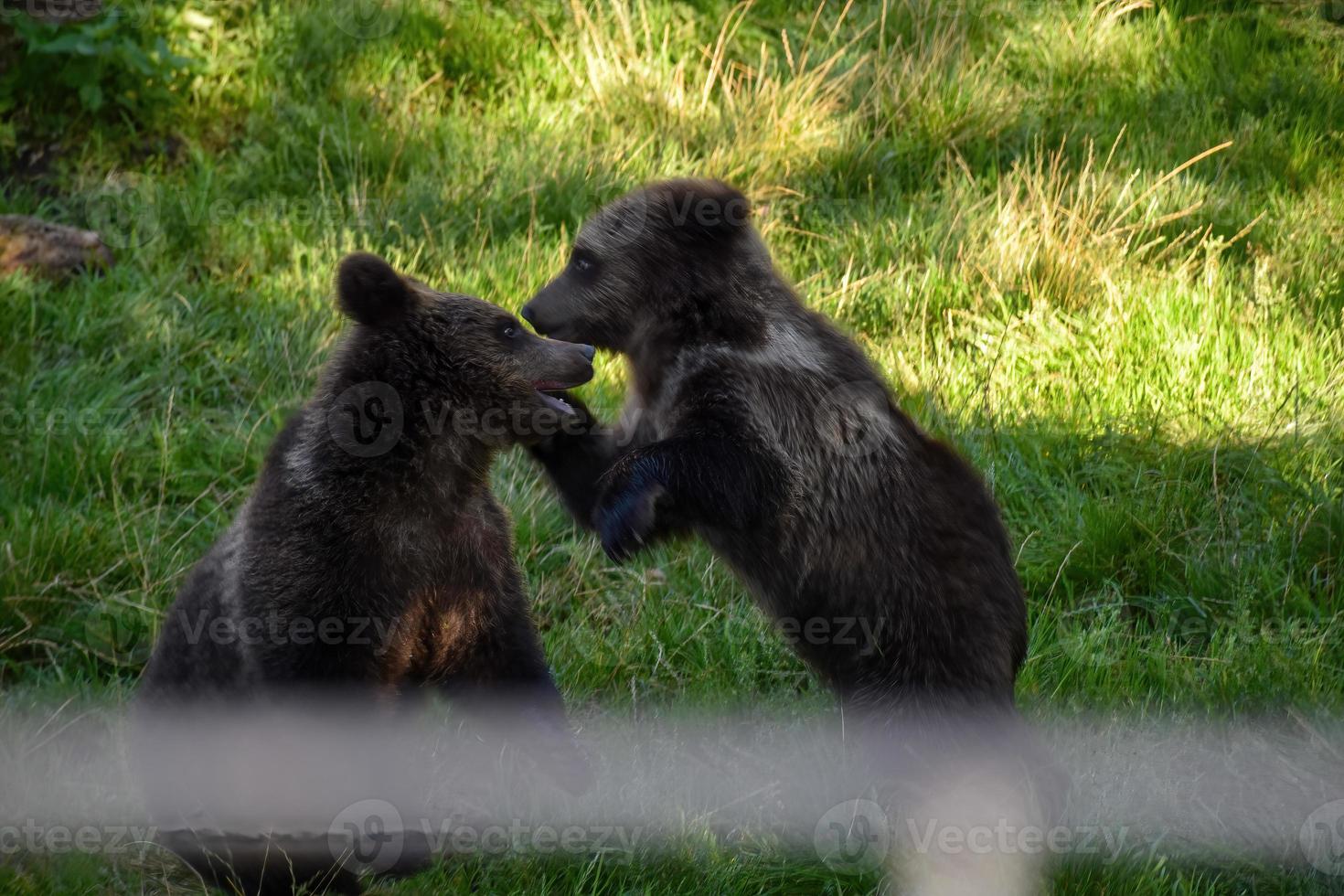 två brun björnar spelar i de natur boka, sett utanför de skyddade område. foto