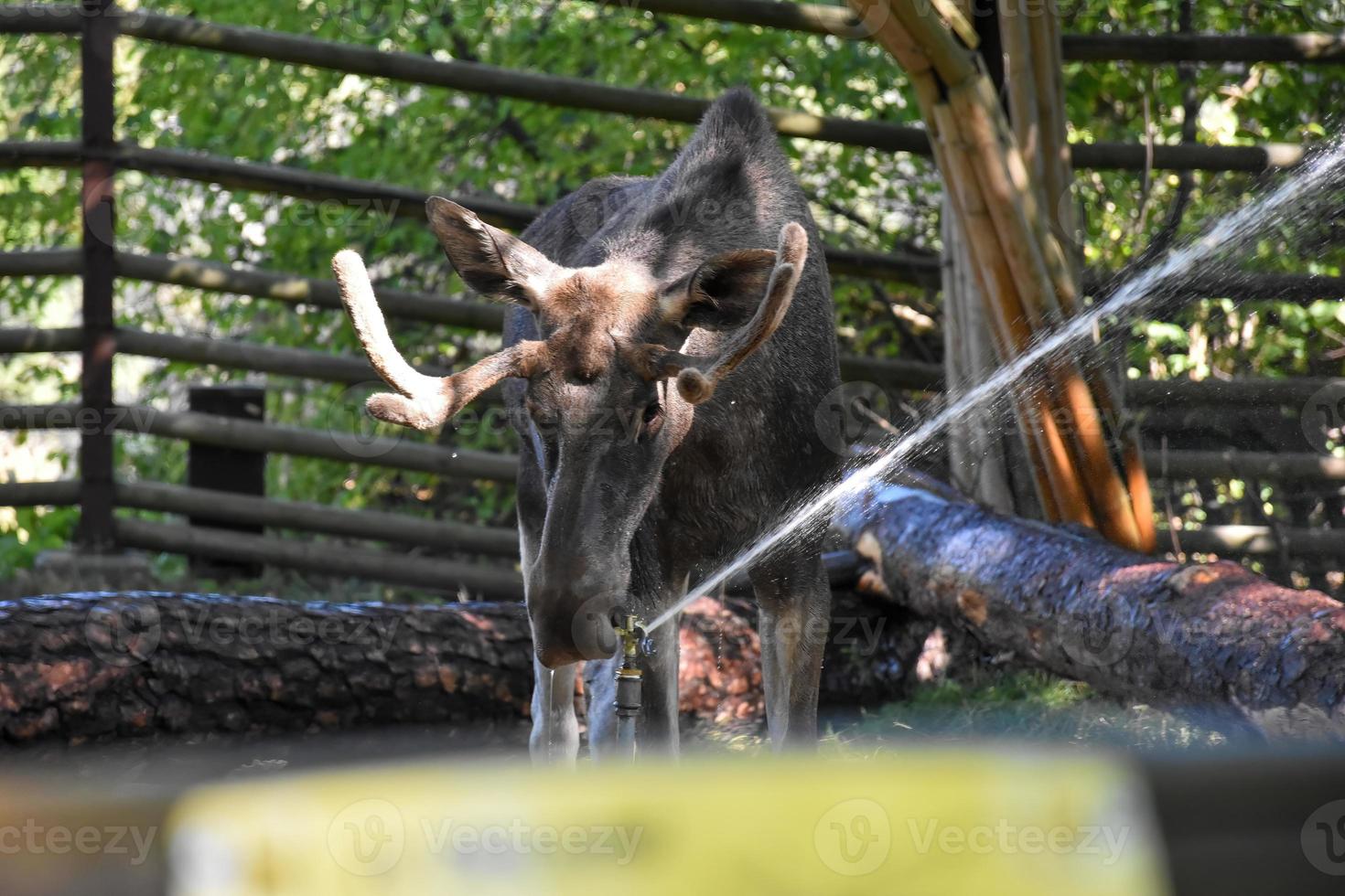 älg dricka vatten från en trädgård sprinkler, de djur- är i en boka. foto