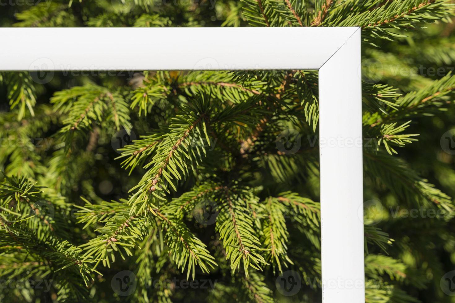ett tömma vit ram på en bakgrund av grön gran grenar med en plats till kopiera. jul hälsningar foto