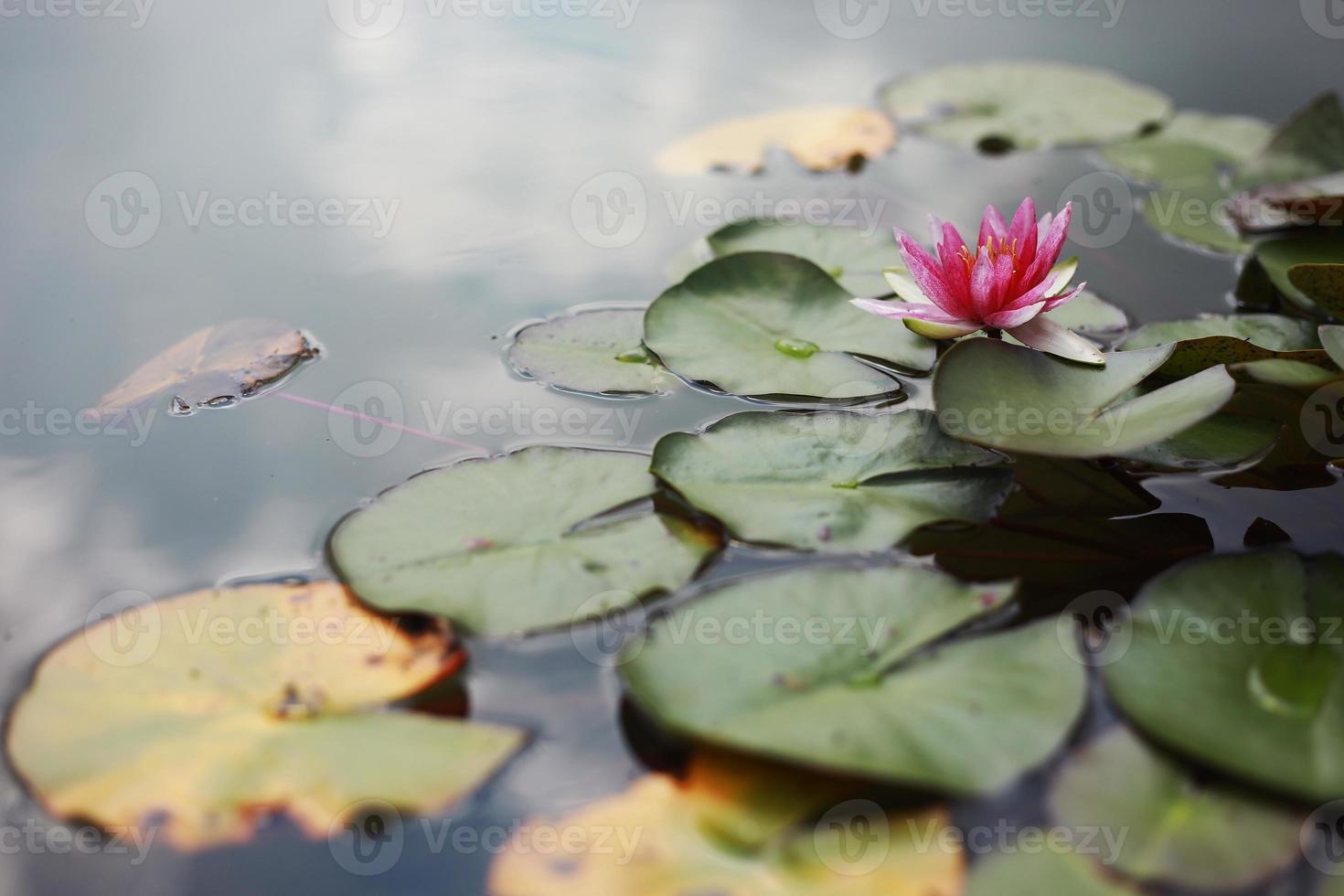 rosa näckros med gröna näckrosor eller lotusblomma perry's i trädgårdsdamm. närbild av nymphaea reflekteras på grönt vatten mot solen. blomma landskap med kopia utrymme. selektiv fokusering foto