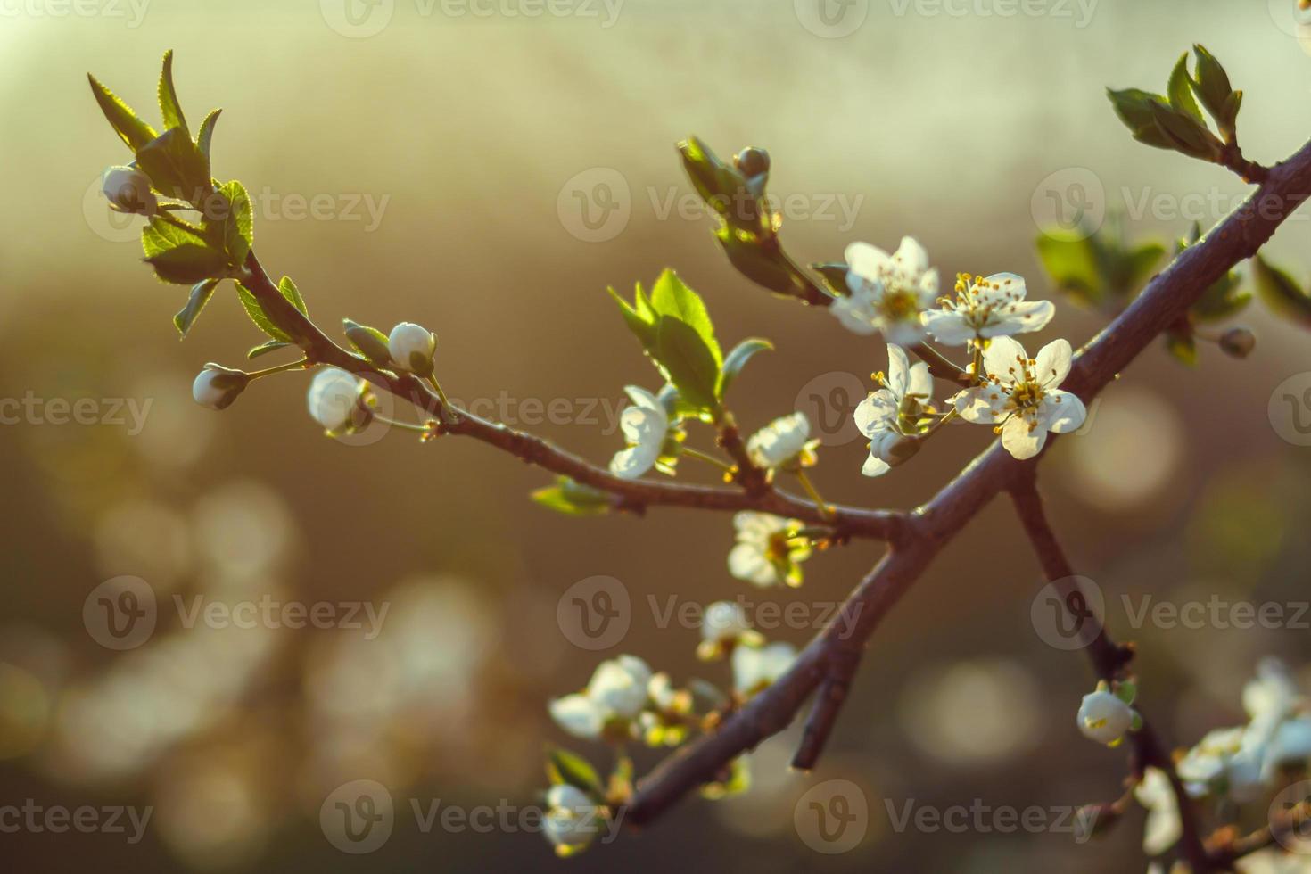 blommande körsbärsträd på våren, våren bakgrund. selektiv fokusering foto