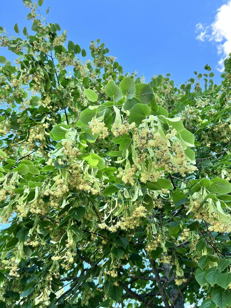 blommande lind träd foto