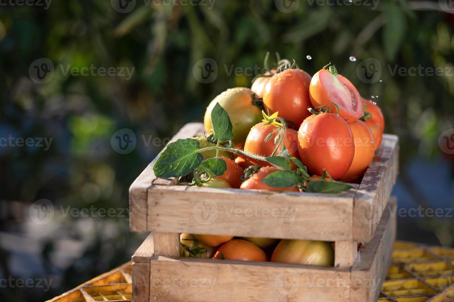 jordbrukare skörd tomater i trä- lådor med grön löv och blommor. färsk tomater fortfarande liv isolerat på tomat bruka bakgrund, organisk jordbruk topp se foto