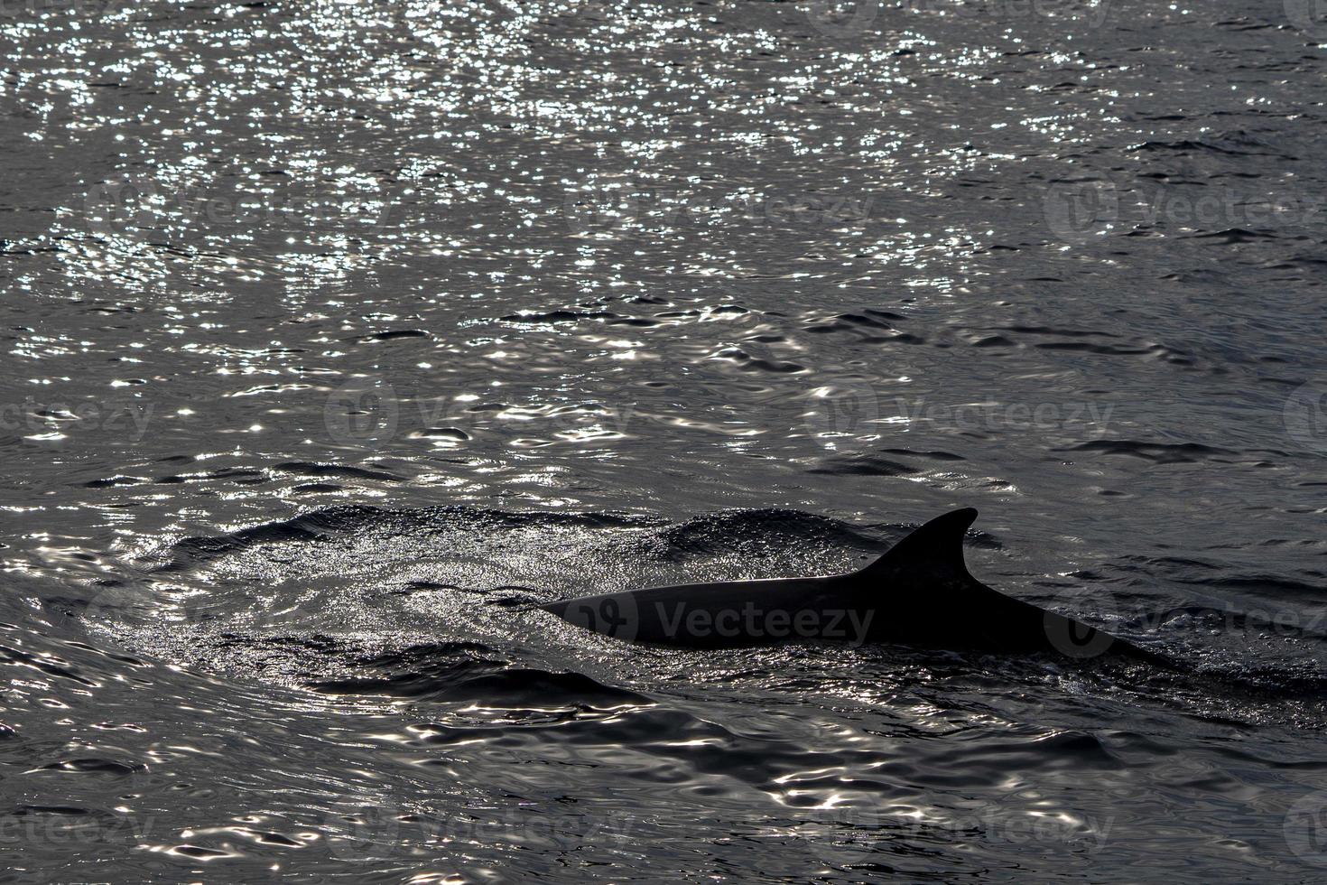 cuvier näbbade val delfin foto