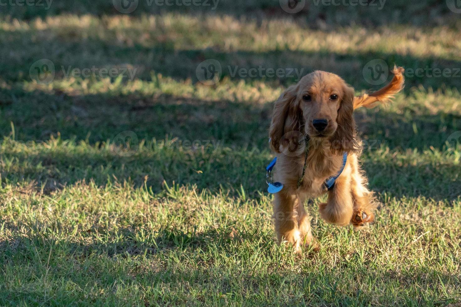 valp hund cockerspaniel spaniel löpning på gräs foto