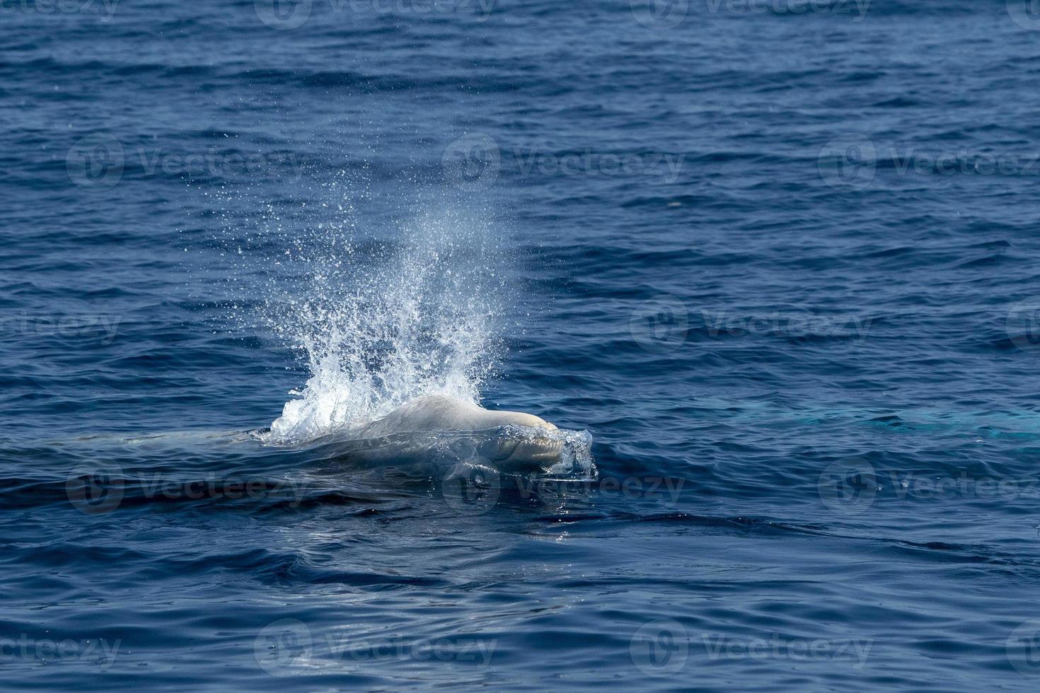 vit sällsynt gås näbbade val delfin ziphius cavirostris foto