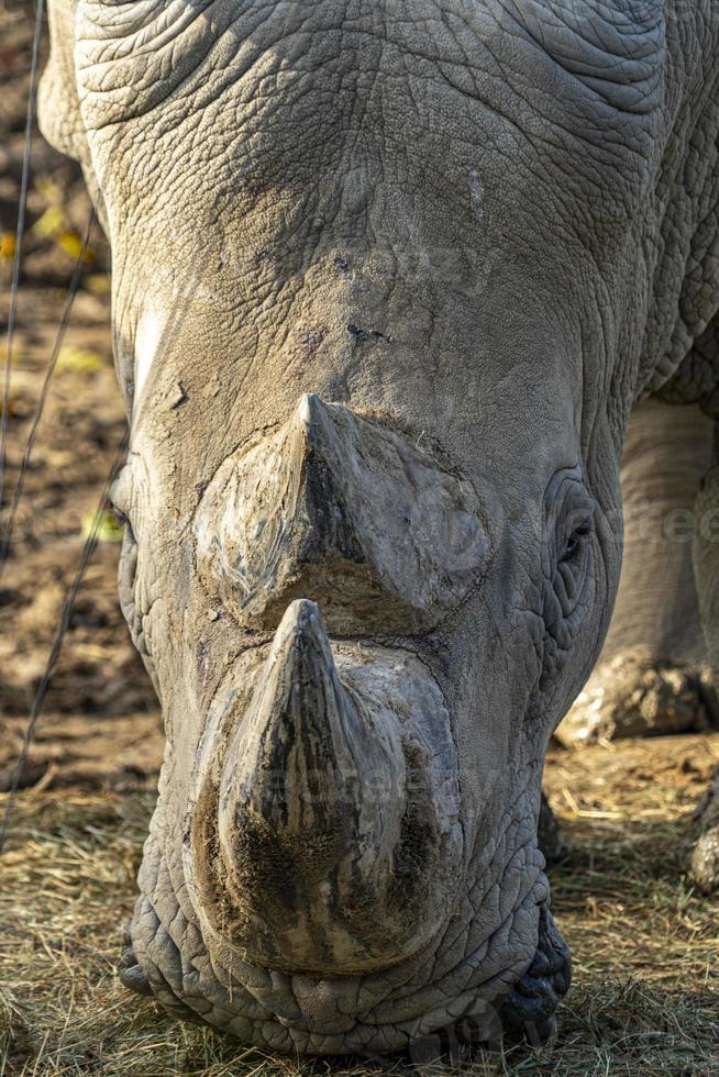 noshörning noshörning stänga upp detalj av horn foto