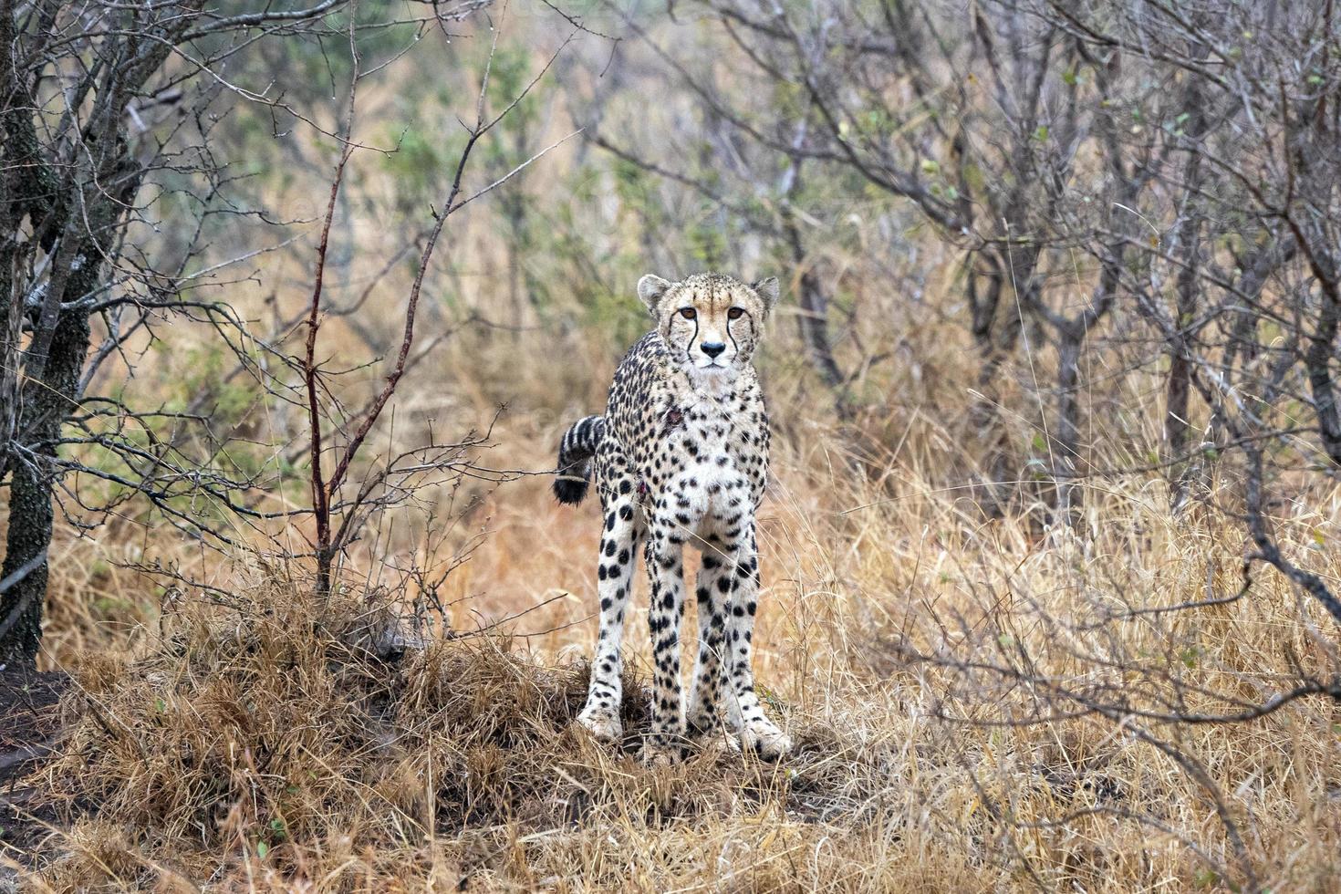 gepard porträtt i kruger parkera söder afrika foto