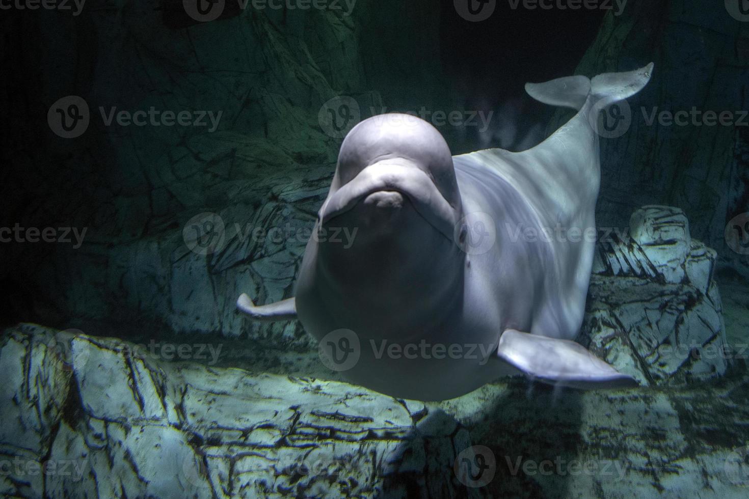 beluga delfin under vattnet ser på du foto