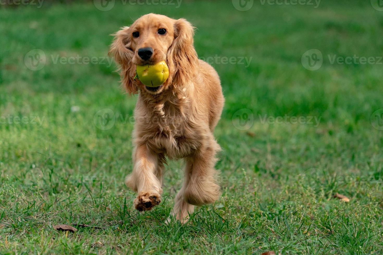 valp hund cockerspaniel spaniel löpning imed en kaki foto