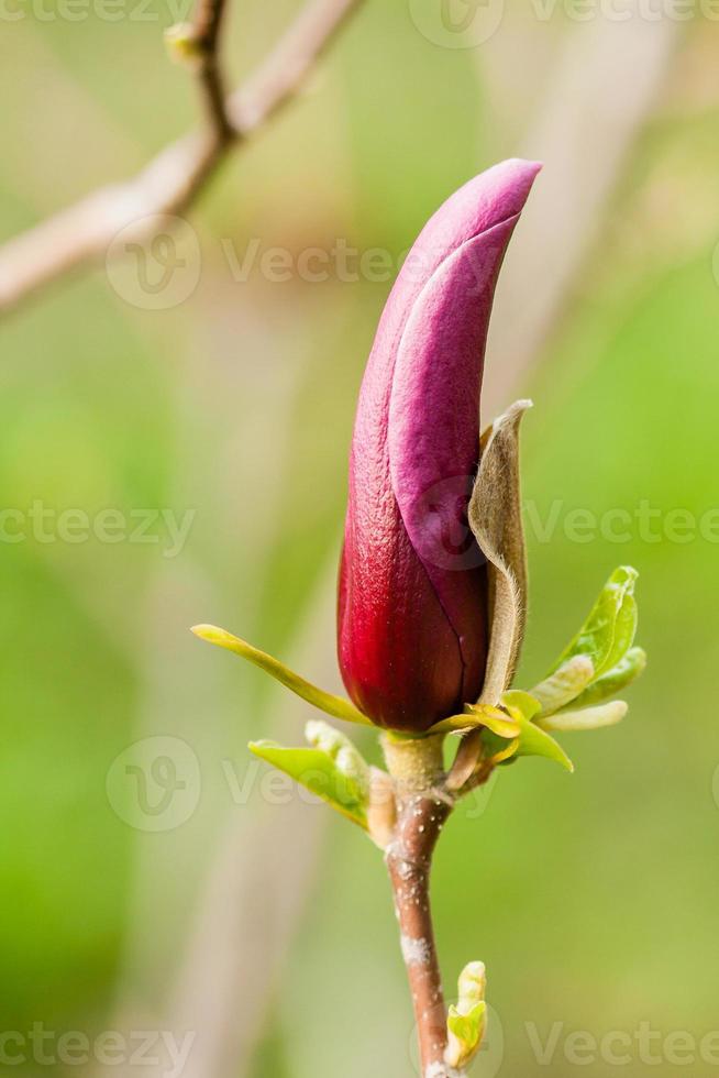 makro magnolia knopp täckt med droppar foto