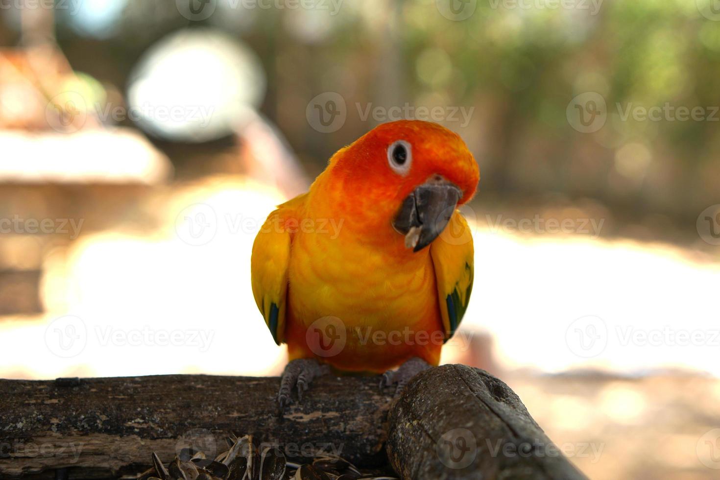 färgrik papegojor i de parkera foto