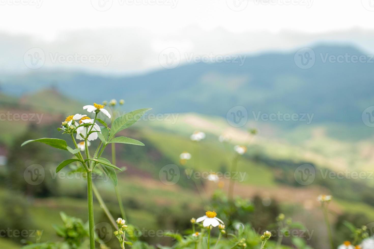 liten vit blommor i de omfattande dal foto