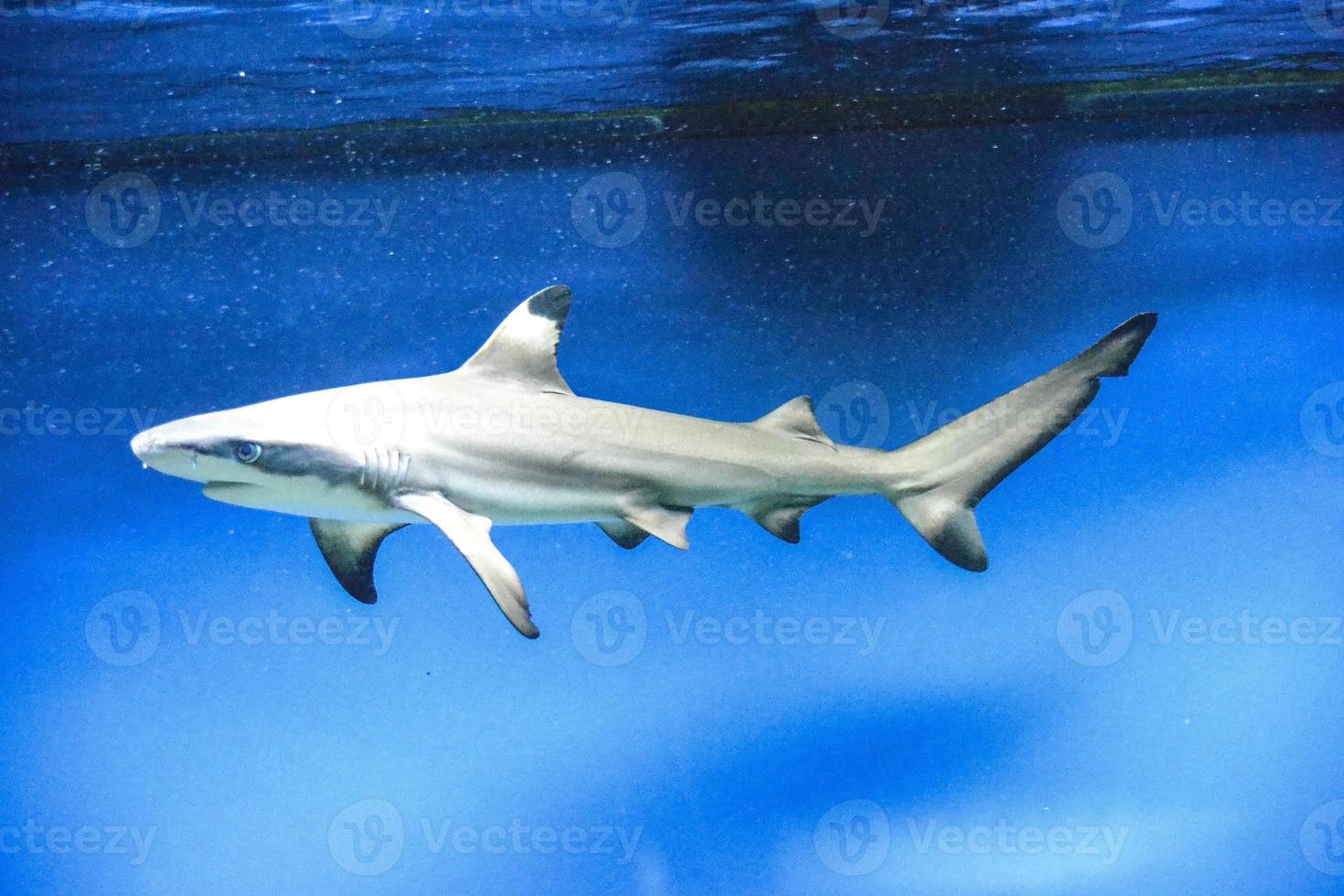 carcharhinus melanopterus haj simning under vattnet, blå bakgrund foto
