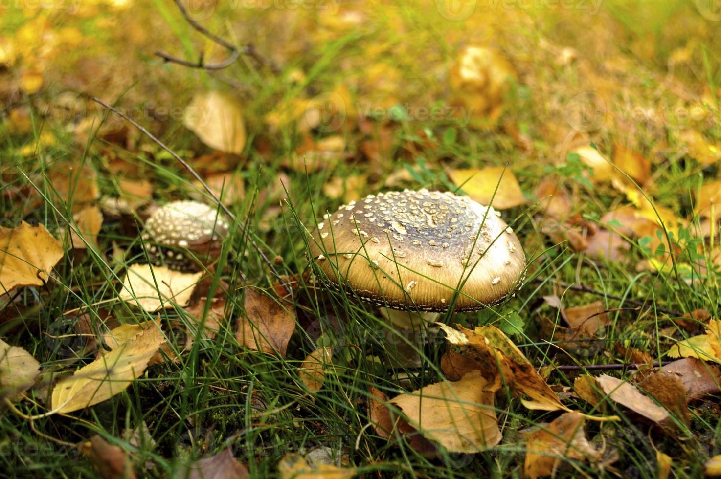 svamp i gul lövverk på höst gräsmatta foto
