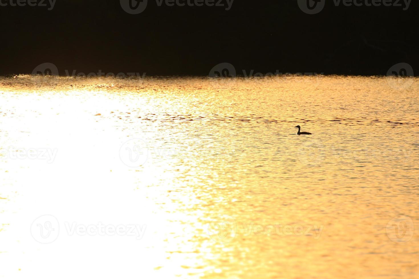 de vild gås flyta i de kväll sjö medan de gyllene ljus reflekterad i de skön vatten yta. foto