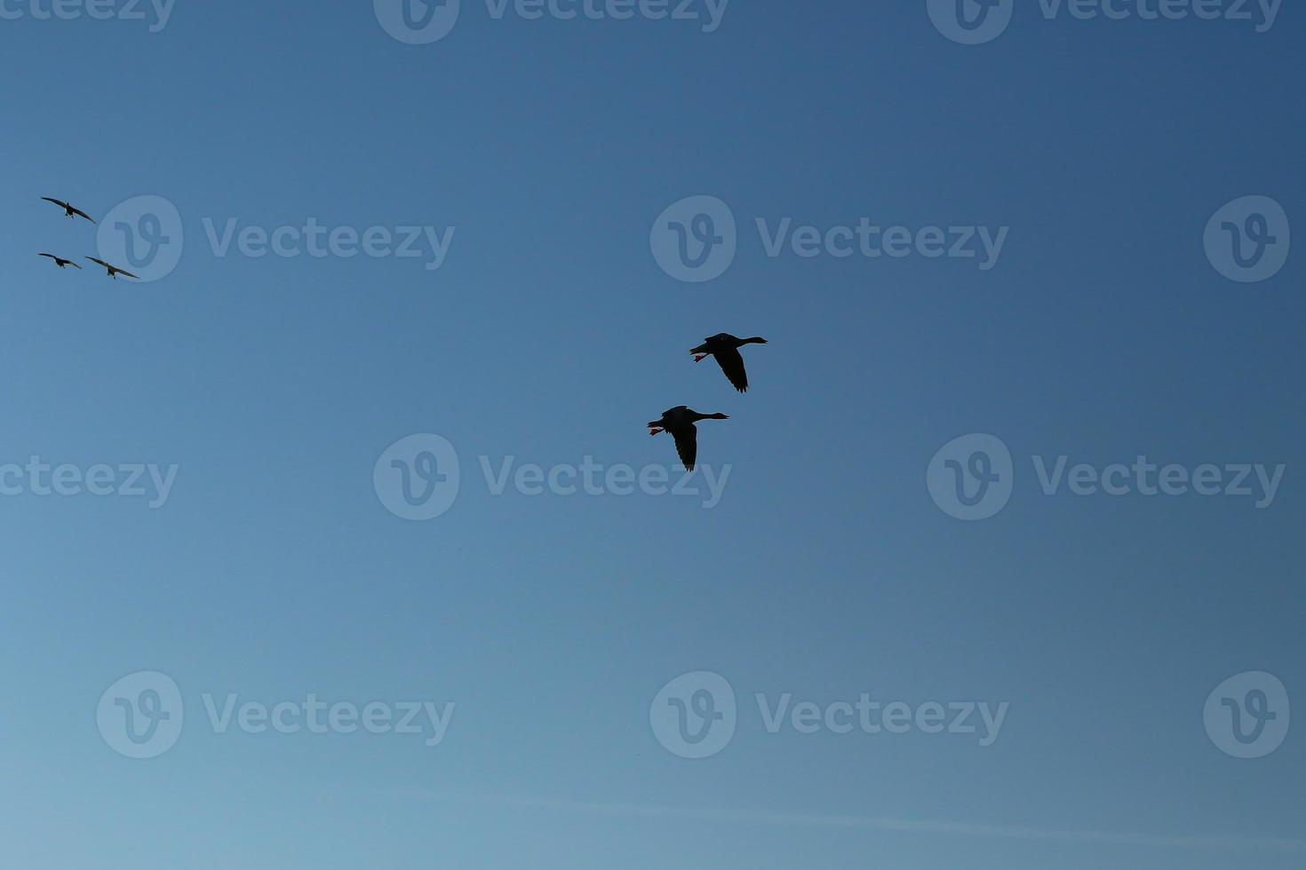 flock av vild gäss silhuett på en blå himmel foto