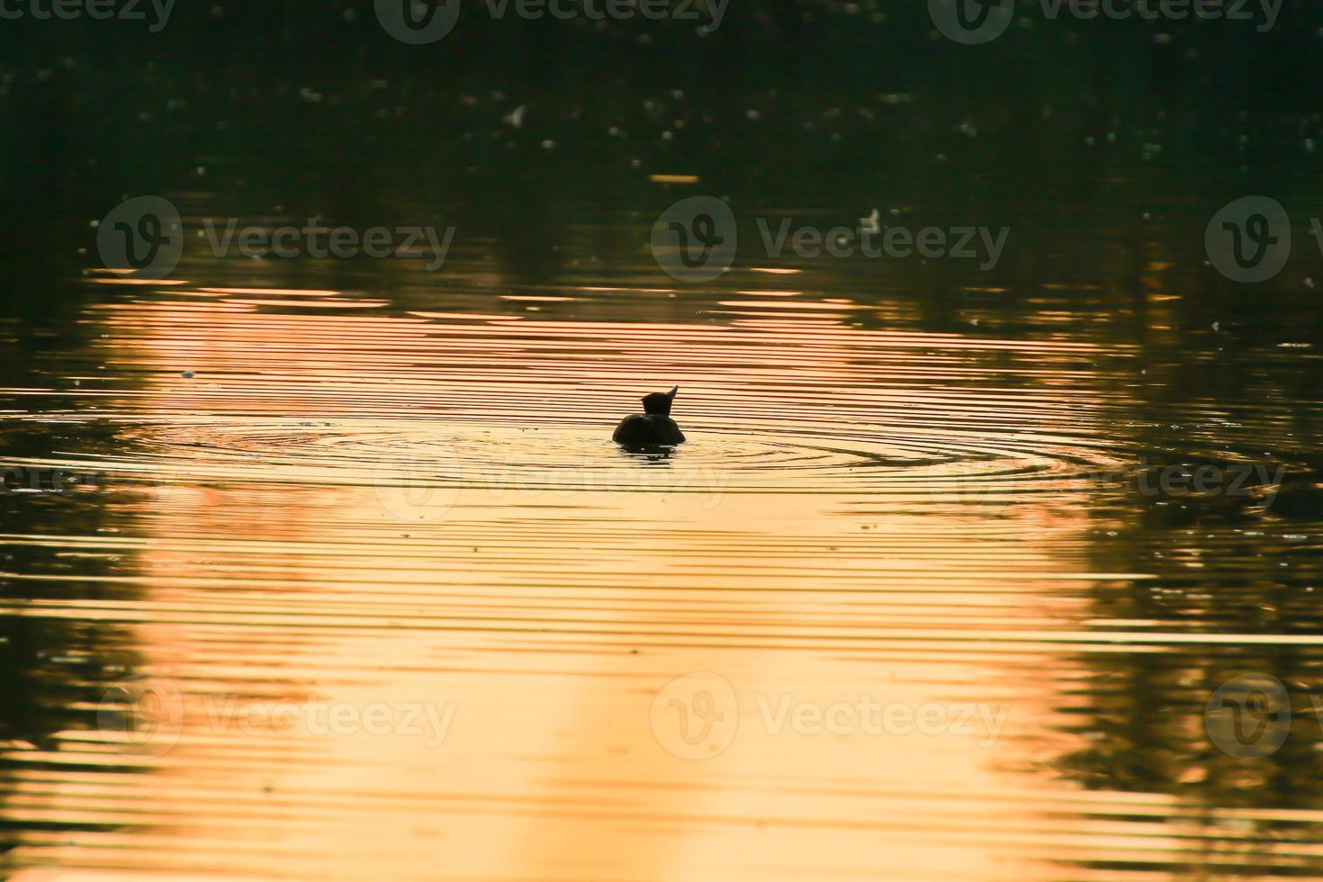 de vild gås flyta i de kväll sjö medan de gyllene ljus reflekterad i de skön vatten yta. foto