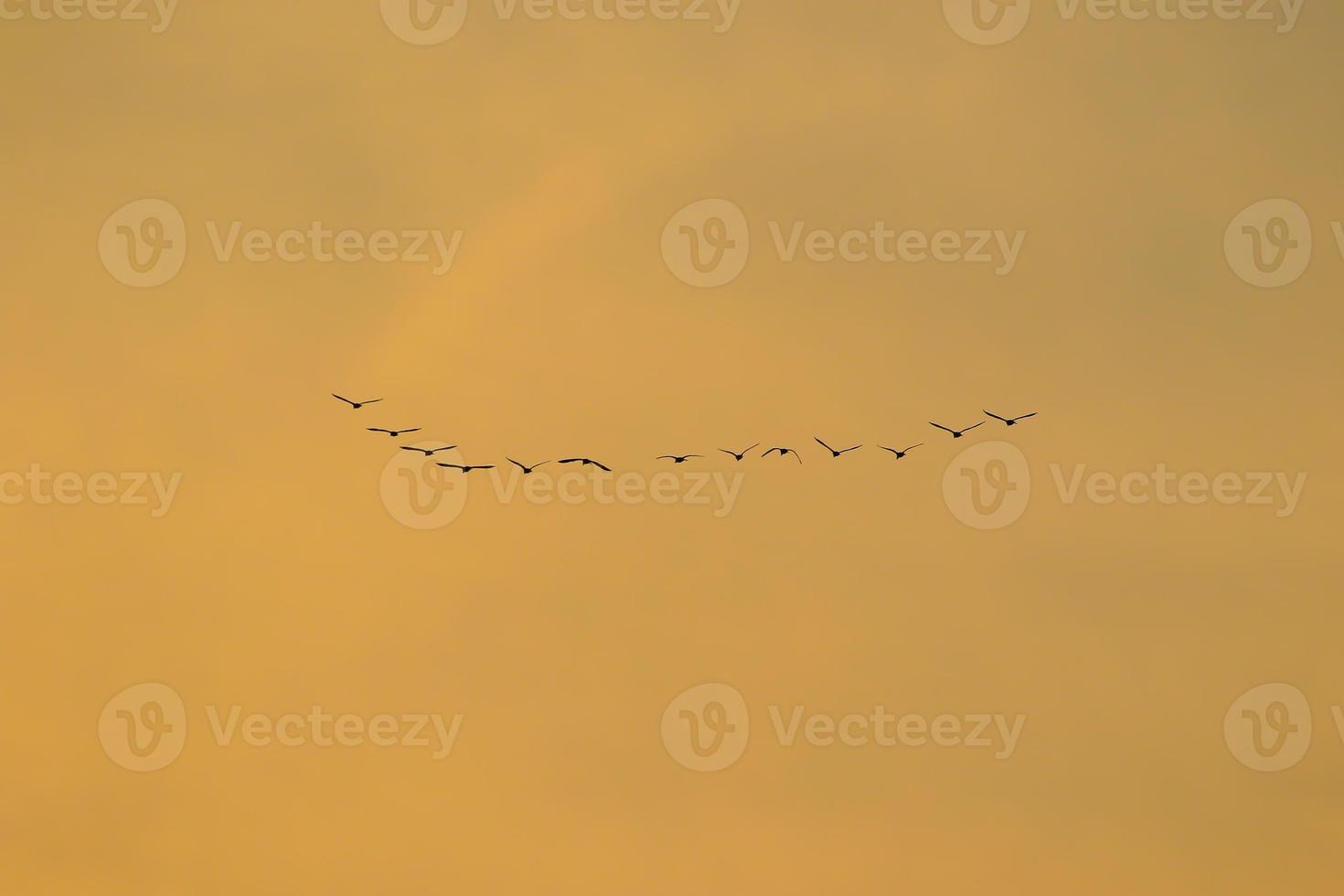 fåglar flygande in i solnedgång himmel foto
