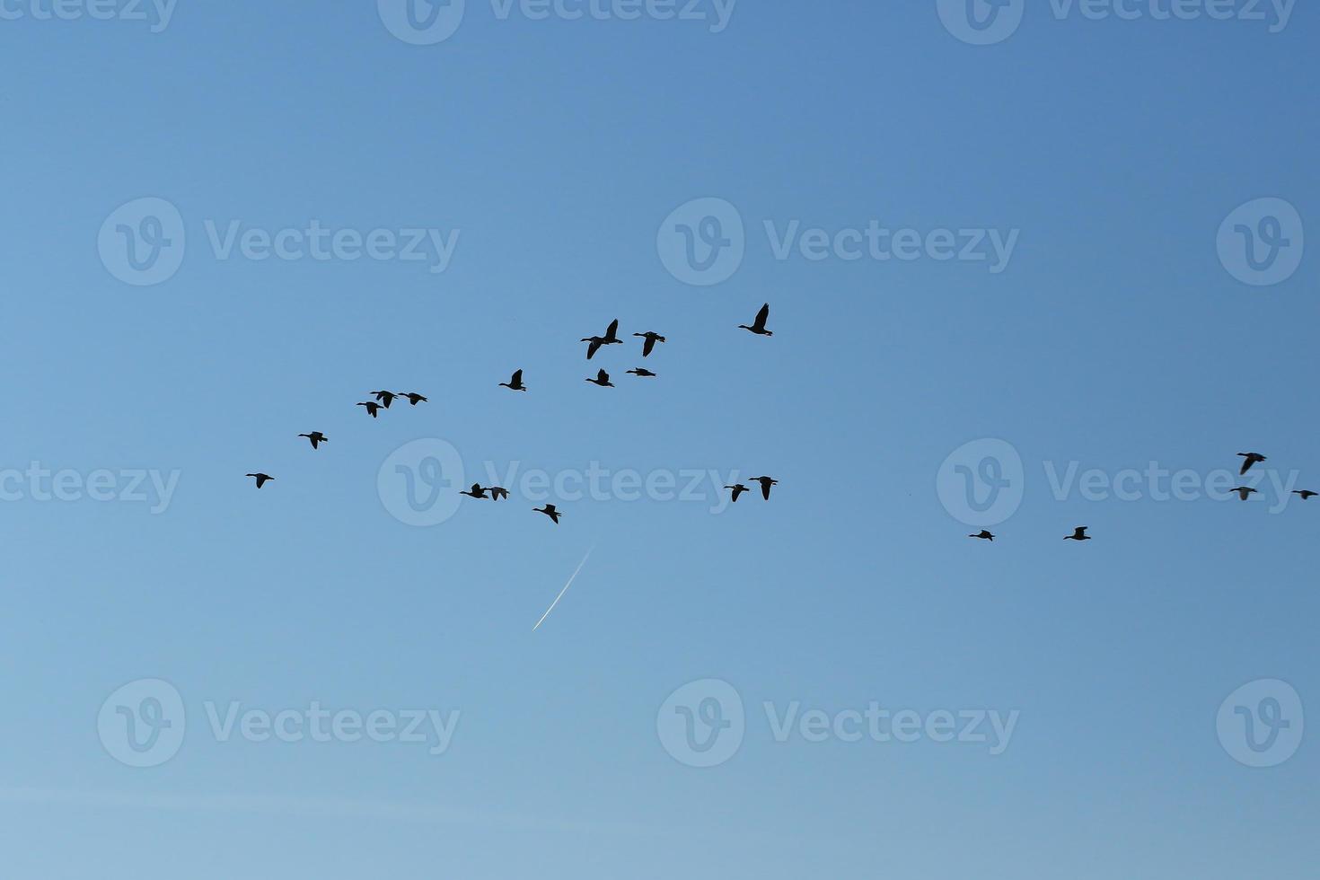 flock av vild gäss silhuett på en blå himmel foto