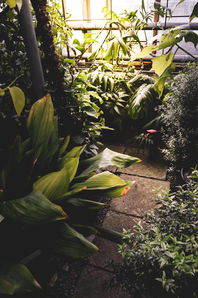 utsikt över tropisk trädgård foto