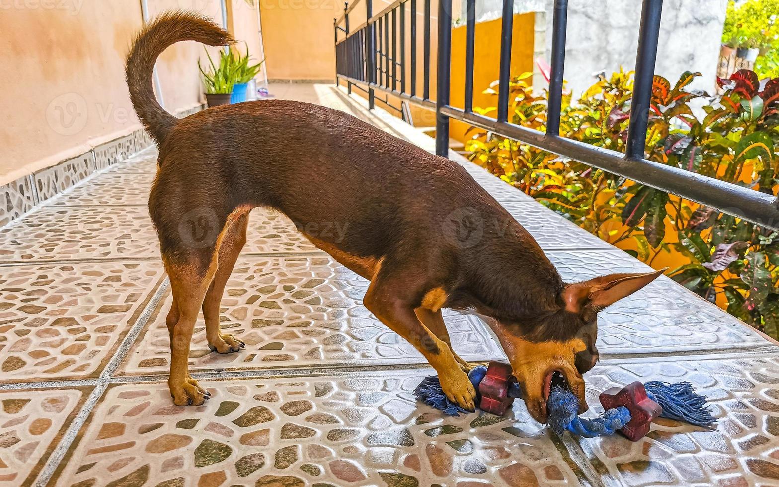 ryska leksak terrier hund porträtt ser lekfull och söt Mexiko. foto