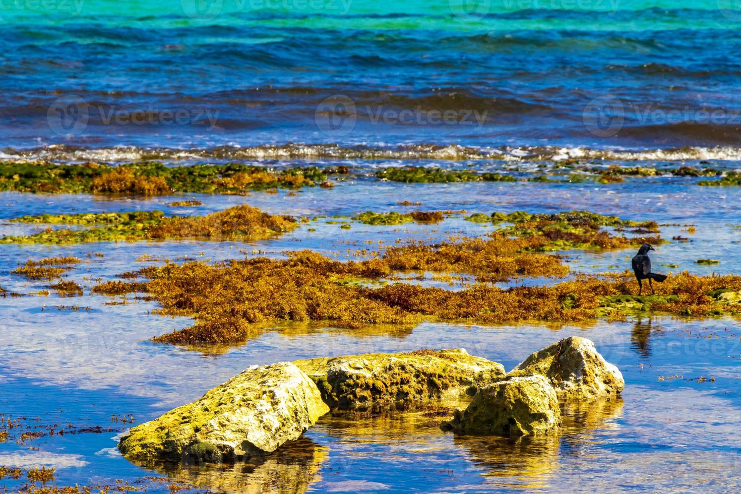 stenar stenar koraller tång turkos färgrik vatten på strand Mexiko. foto