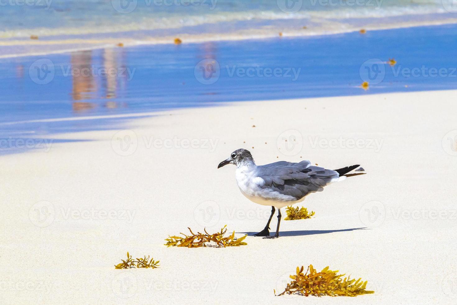 fiskmås seagulls gående på strand sand playa del carmen Mexiko. foto