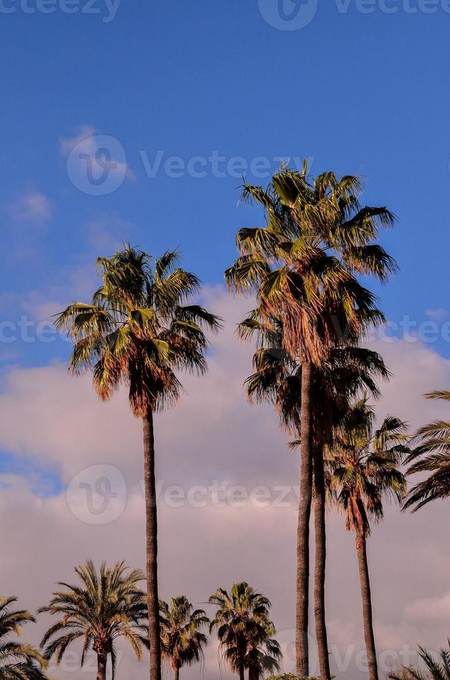 handflatan träd på sommar foto