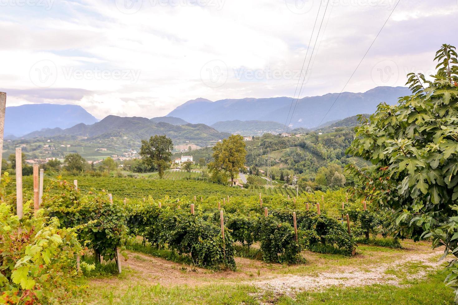 vingård landskap på rom i Italien foto