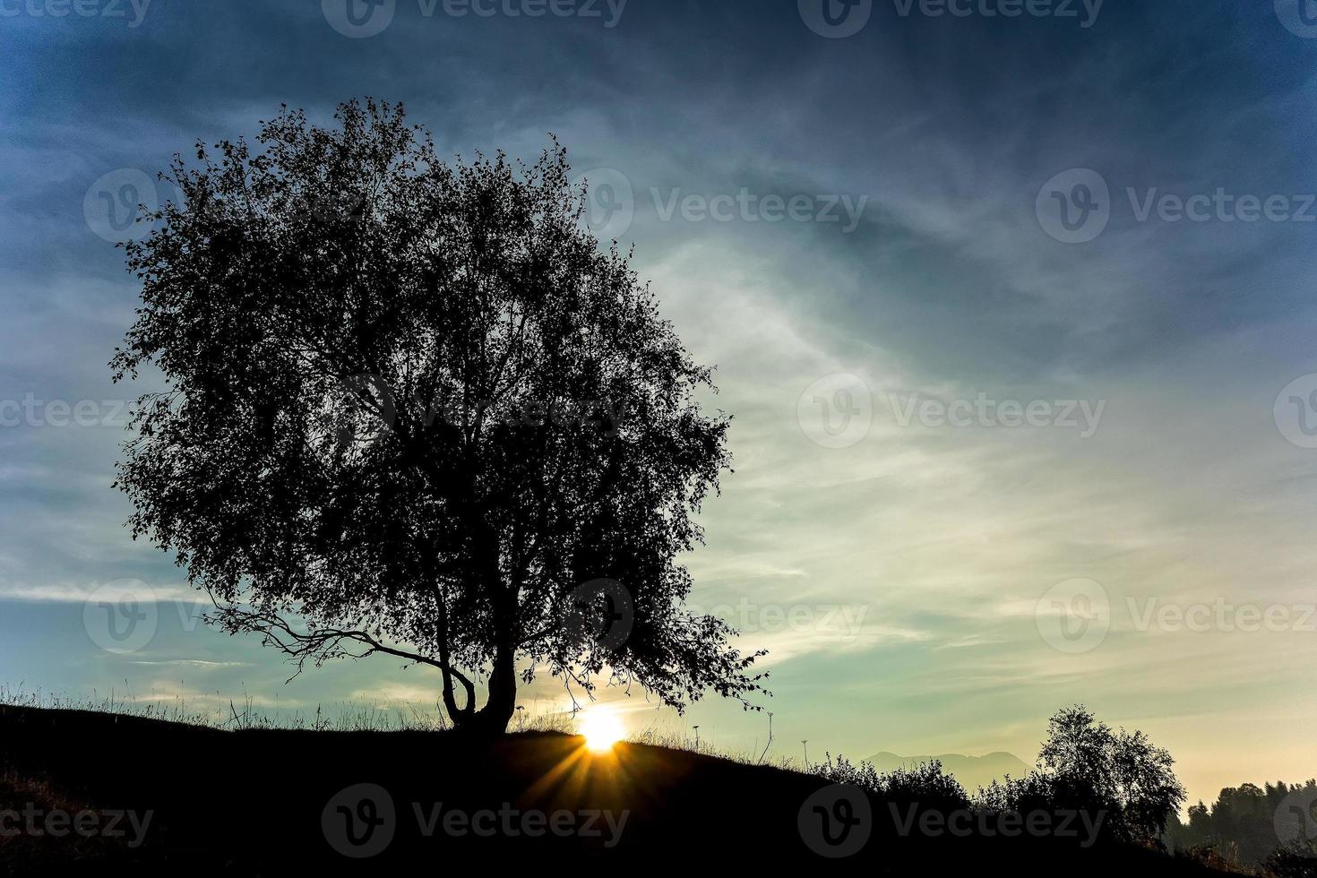 ensam björk växt i en bete på solnedgång foto