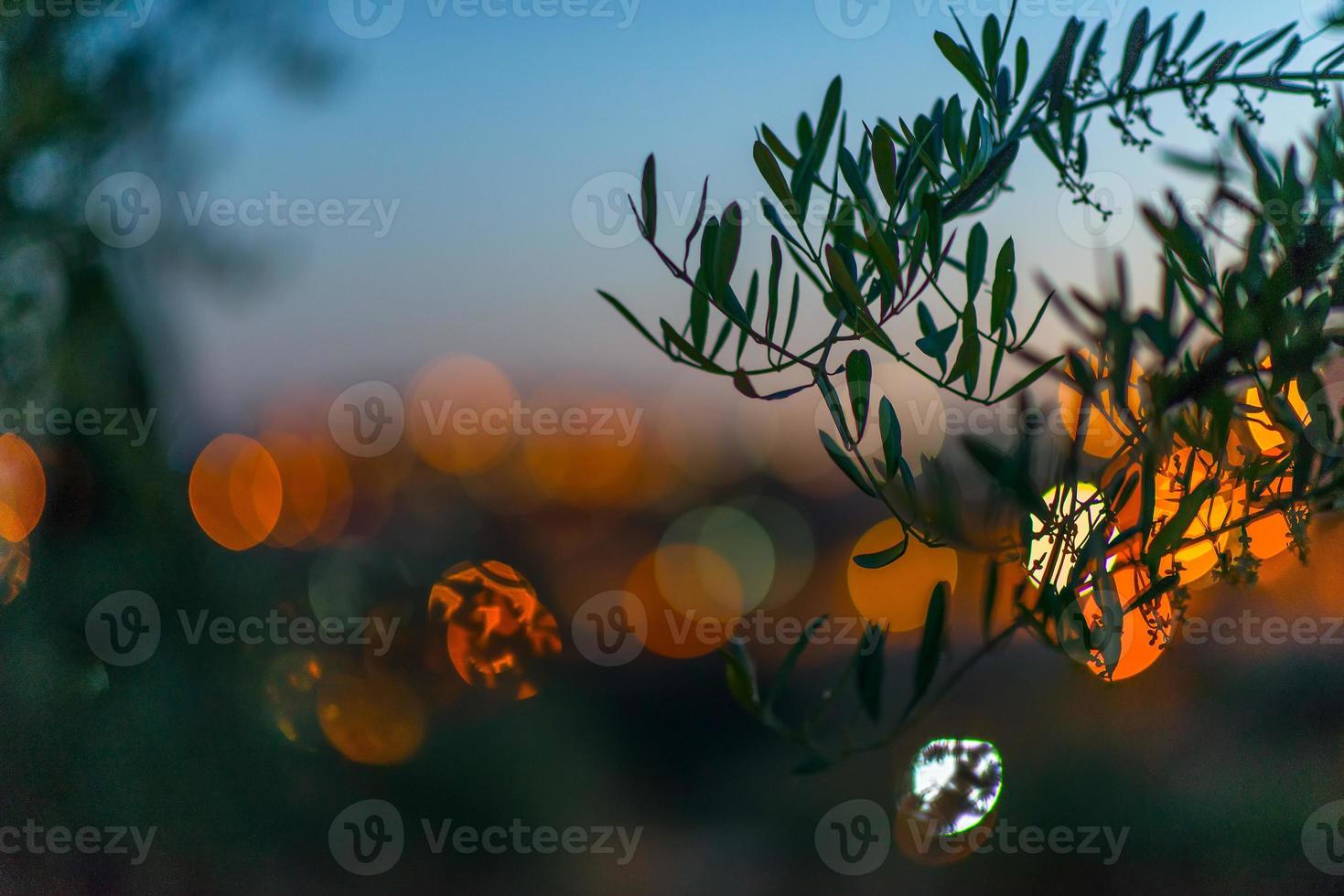 gethsemani vegetabiliska trädgård i jerusalem med ett oliv lund på de gripa av Jesus foto