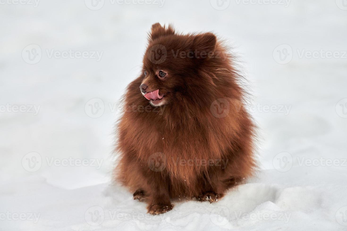 Lycklig pomeranian spets hund på vinter- utomhus- gående full storlek porträtt söt choklad spets foto