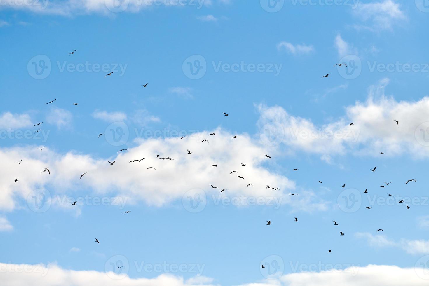 fåglar måsar flyger i blå himmel med vita fluffiga moln foto