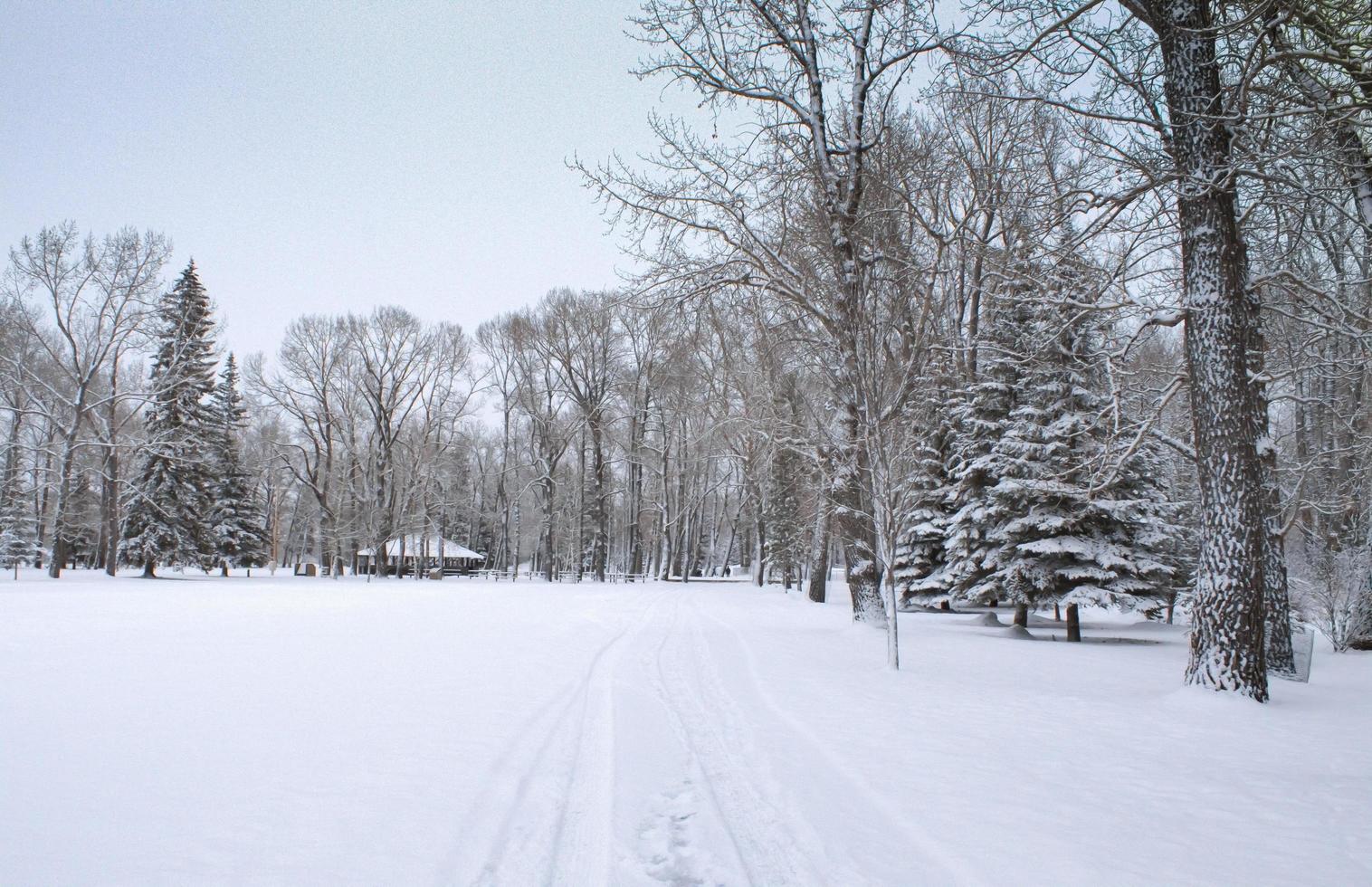 snöig vinterlandskap foto