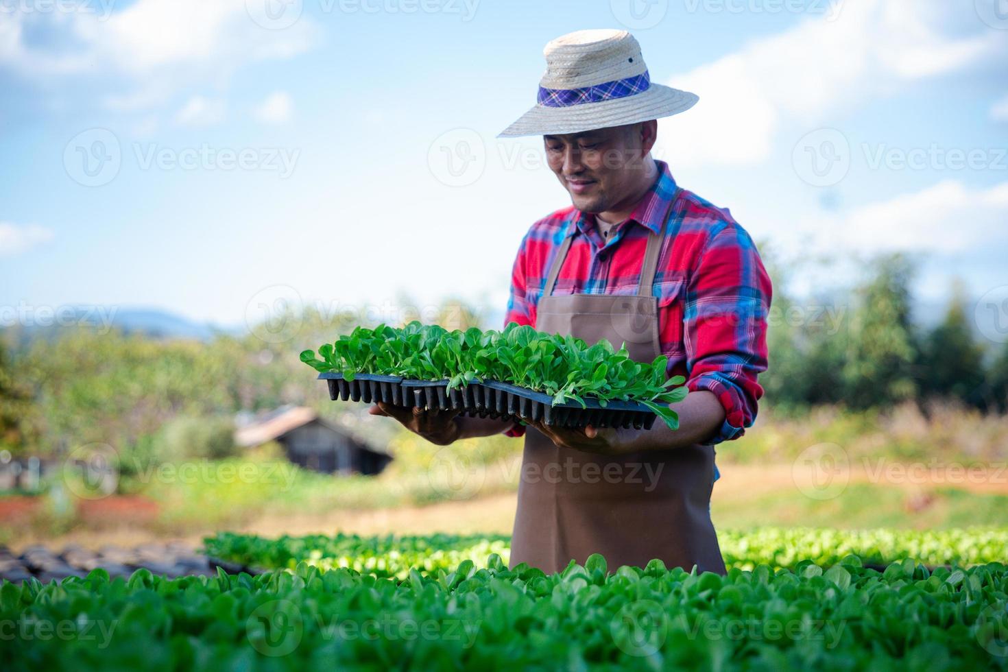stänga upp jordbrukare ta vård av vegetabiliska hydroponiska organisk plantering. grodd plantor är planterade på svart bricka i de växthus. foto
