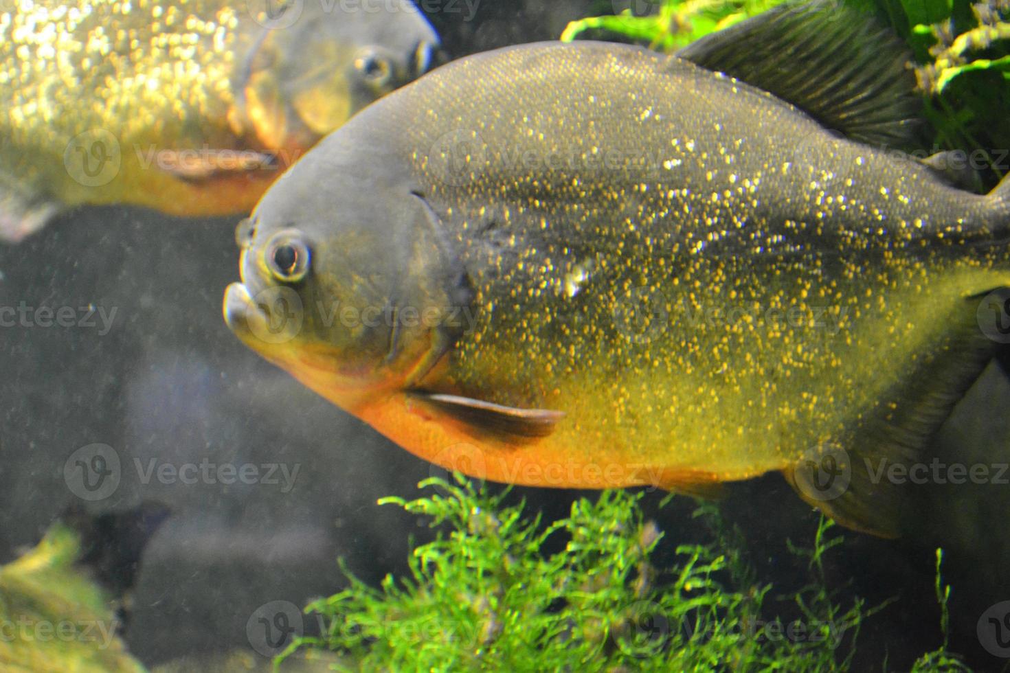 piranha fisk - pygocentrus piraya foto