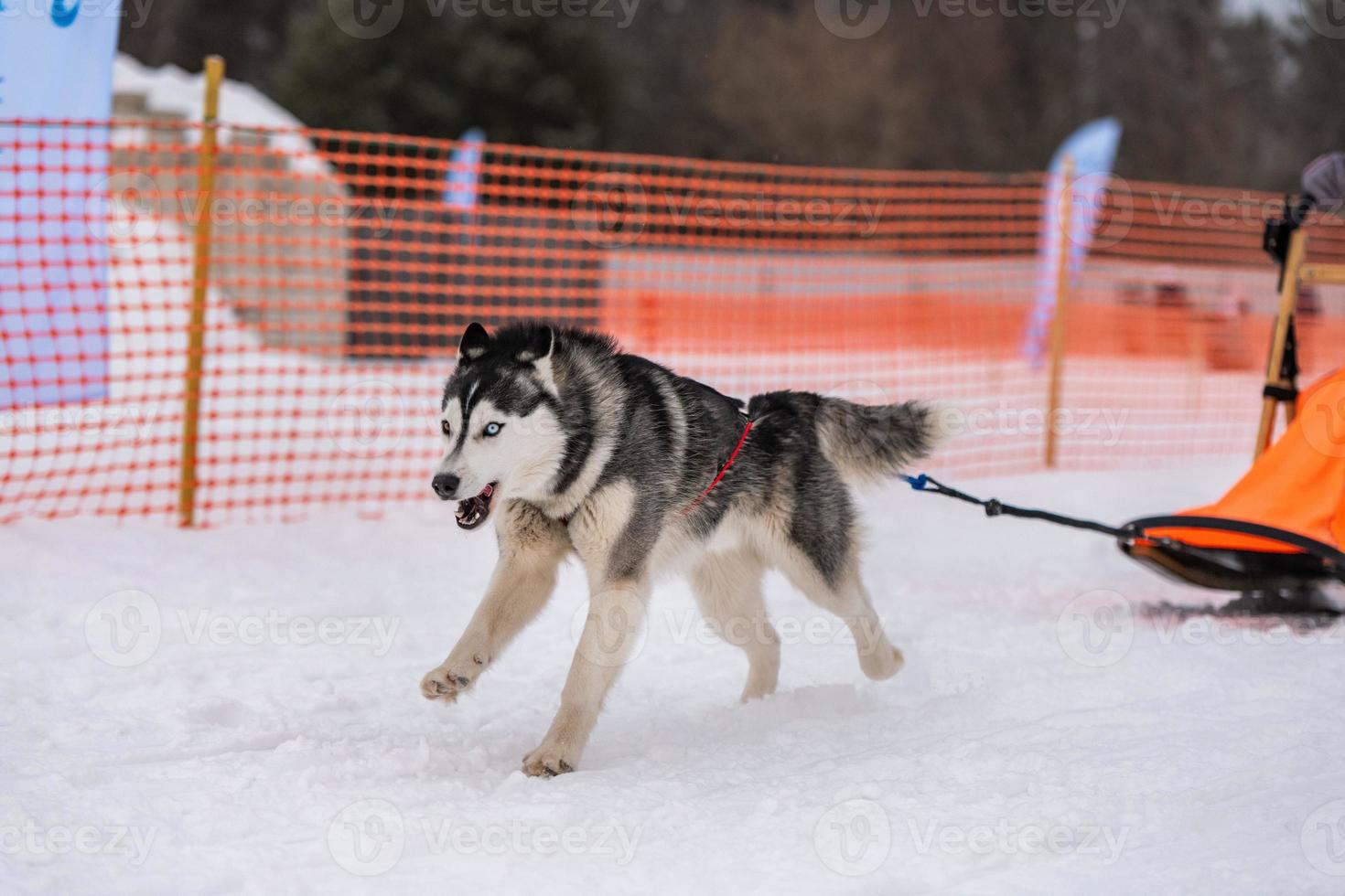 slädhundkapplöpning. husky slädhundar team i sele köra och dra hundförare. Vintersportmästerskapstävling. foto