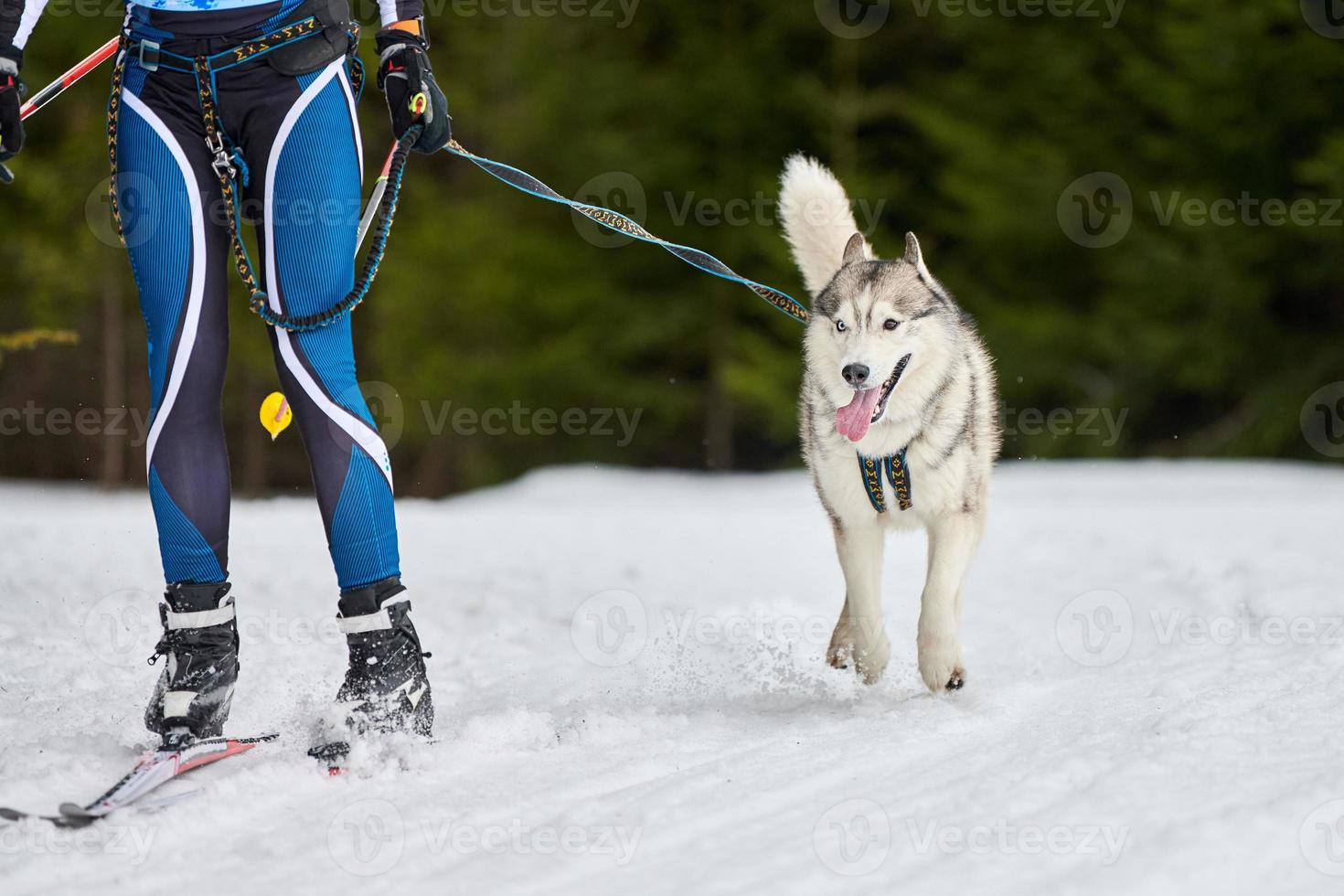 skijoring hundsport racing foto