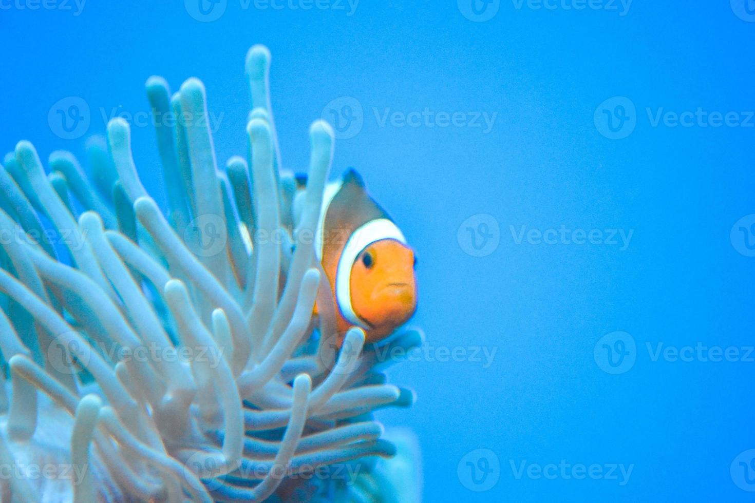vit och orange anemon clown fisk, korall rev foto