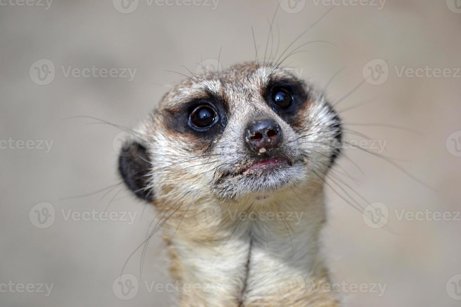 meerkat - huvud, närbild foto