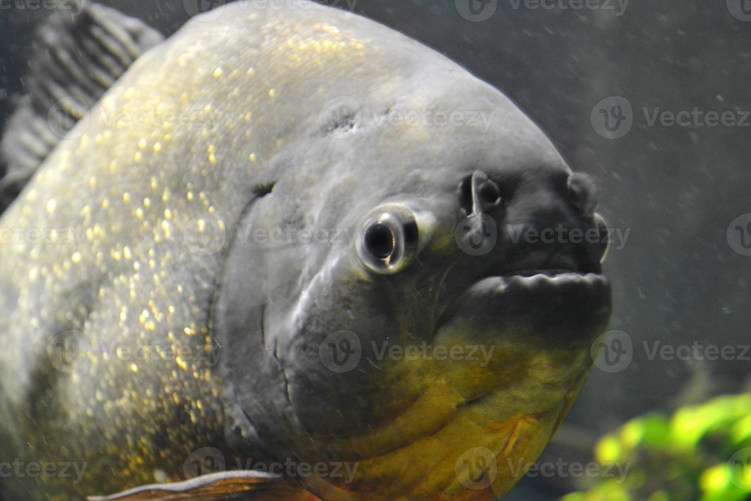 piranha fisk - pygocentrus piraya foto