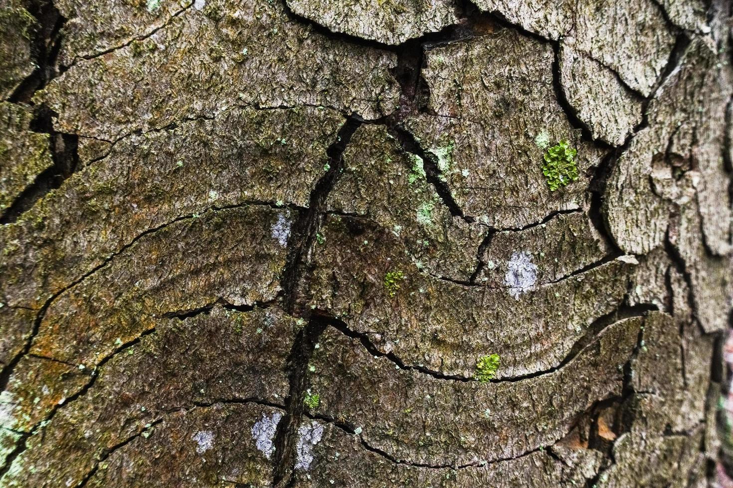 knotig bark av en träd med många kurvor i en skog detalj se foto