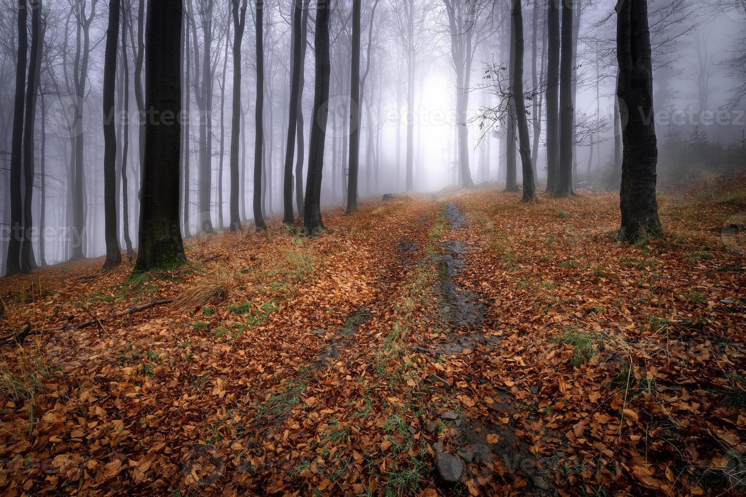 skog väg i de bok höst skog foto