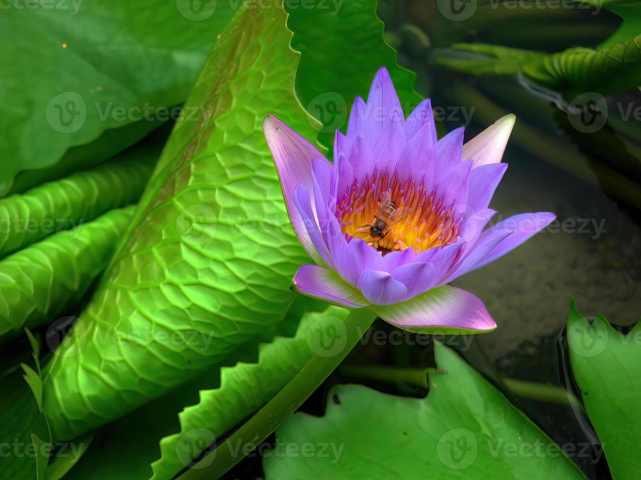 en bi sugande nektar från lila lotus pollen, grön lotus löv bakgrund, element, spa, fredlig meditation tecken, lugna, tropisk blommor foto